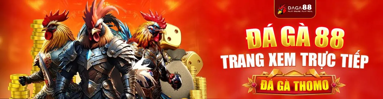 Đá gà trực tuyến Thomo - Cận cảnh trận đấu gà chọi tại trường gà Thomo